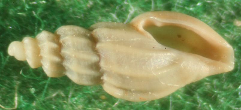 mangelia caerulans??